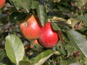 Santana op Warmonderhof | � 2006 Paul Vermast